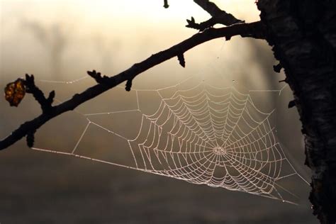 蜘蛛結網